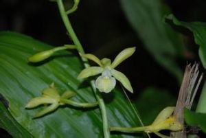 長莖鶴頂蘭 長莖鶴頂蘭