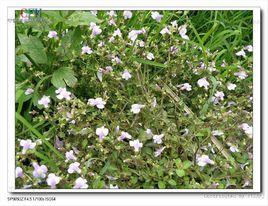 匍莖通泉草 匍莖通泉草