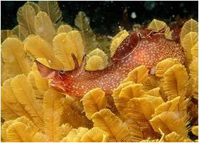 藍斑背肛海兔 藍斑背肛海兔