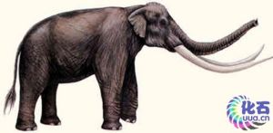 師氏劍齒象復原圖