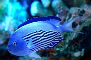 藍寶新娘 藍寶新娘