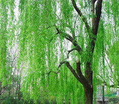 貴南柳(原變種) 貴南柳(原變種)