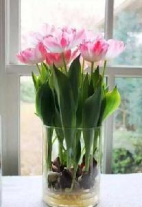 水培鬱金香 水培鬱金香