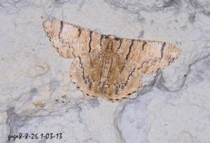 染垂耳尺蛾 染垂耳尺蛾