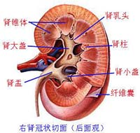腎臟疾病伴發的精神障礙