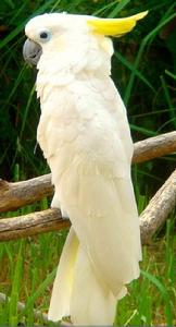 鳳頭鸚鵡 鳳頭鸚鵡