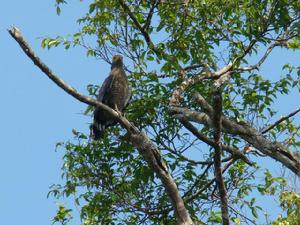 蛇雕婆羅洲南部亞種