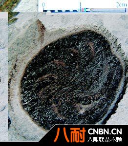 貴州地質博物館