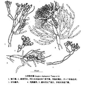 大井粉枝藻 大井粉枝藻
