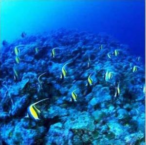 三亞熱帶海洋動物園 三亞熱帶海洋動物園