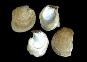 細肋鉗蛤 Isognomon perna