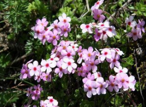 卵葉點地梅 卵葉點地梅