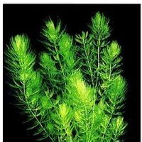 虎斑睡蓮 虎斑睡蓮