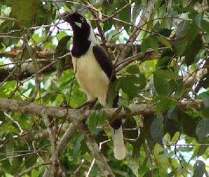 白頸藍鴉 白頸藍鴉