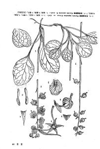 珍珠鹿蹄草 珍珠鹿蹄草