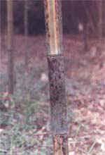 黃槽斑竹 黃槽斑竹