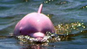 罕見的粉紅色瓶鼻海豚