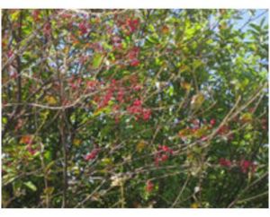 滇緬莢蒾 滇緬莢蒾