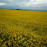 長江三角洲平原