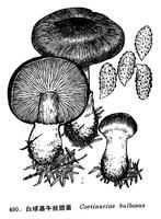 白球基牛絲膜菌 白球基牛絲膜菌