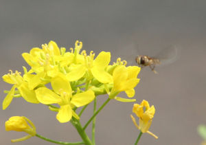 王遠榮攝影作品