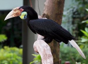 花冠皺盔犀鳥 花冠皺盔犀鳥