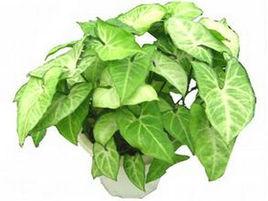 白蝴蝶[天南星科合果芋屬植物]