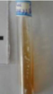 甘藍黑腐病黃單胞菌 甘藍黑腐病黃單胞菌