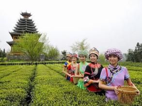 芭蕉楓香坡侗族風情寨