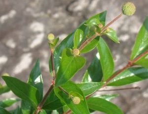 雲南水團花 雲南水團花