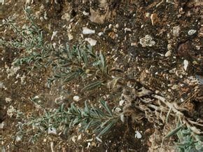 麗江滇紫草 麗江滇紫草