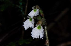 叉柱蘭屬 叉柱蘭屬