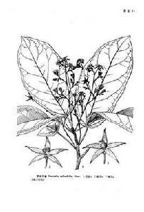 羅浮蘋婆 羅浮蘋婆