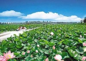 仙子湖風景旅遊度假區 仙子湖風景旅遊度假區