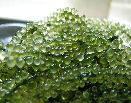 長莖葡萄蕨藻