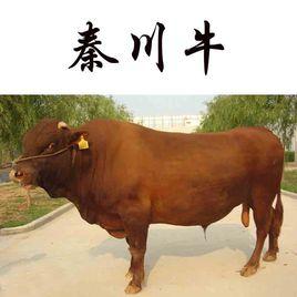 秦川肉牛