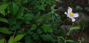 鐵線蓮屬 鐵線蓮屬