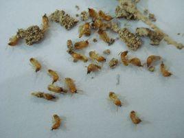 木白蟻科 木白蟻科