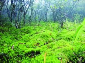 沼生濕柳蘚 沼生濕柳蘚