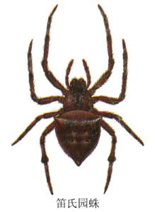 笛氏園蛛 笛氏園蛛