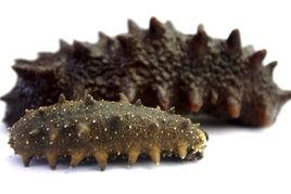 大連刺參 大連刺參