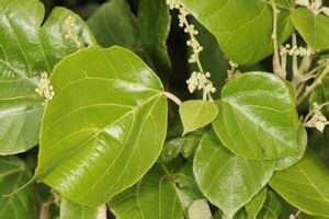 椴葉野桐 椴葉野桐