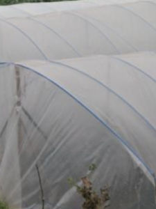 塑膠大棚 塑膠大棚