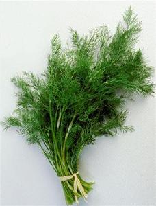 茴香[傘形目傘形科植物]