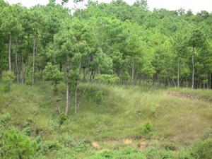 玉龍自然村生態山林