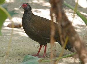 白鷳滇西亞種(雌)