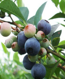 篤斯越橘 篤斯越橘