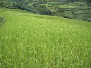 打馬坎村 打馬坎村