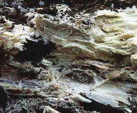 黃孢原毛平革菌 黃孢原毛平革菌