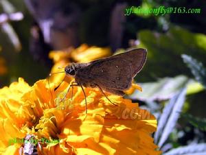 隱紋谷弄蝶 隱紋谷弄蝶